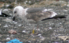 juvenile LBBG, ringed in the Netherlands.